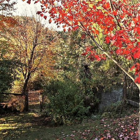 Mole Creek Guesthouse Extérieur photo