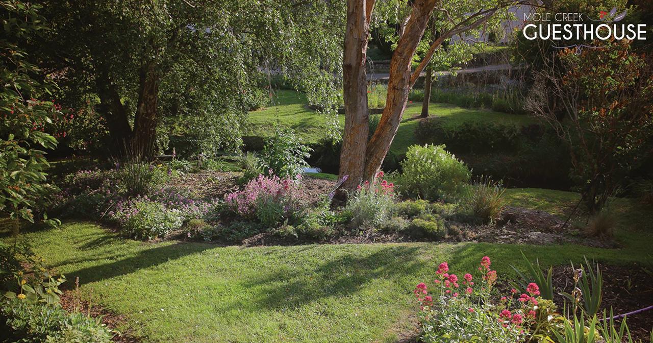 Mole Creek Guesthouse Extérieur photo